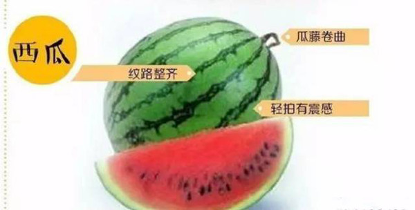 水果奶奶高手论坛，解锁家庭园艺的秘密与乐趣
