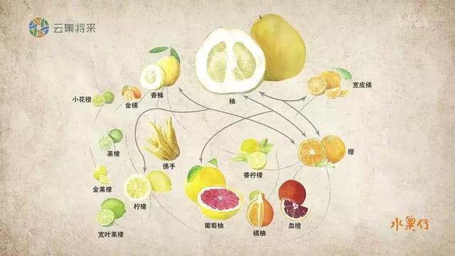 水果奶奶第二论坛，欢迎阁下共赴果香四溢的盛宴