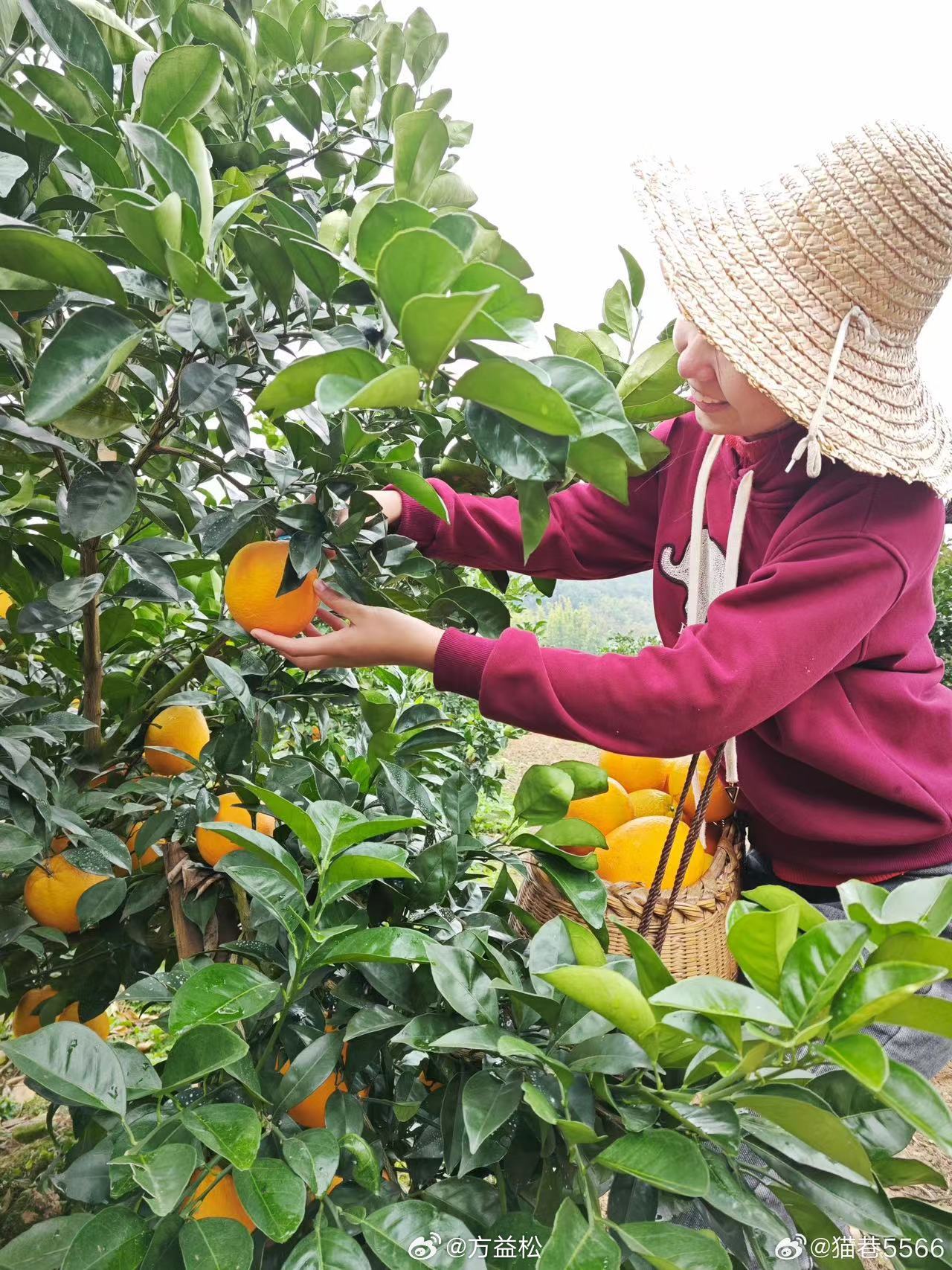 水果奶奶988797，2023年的甜蜜传承