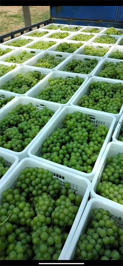 4876铁算盘一句解特，揭秘数字背后的智慧与玄机铁算算盘4887开奖!