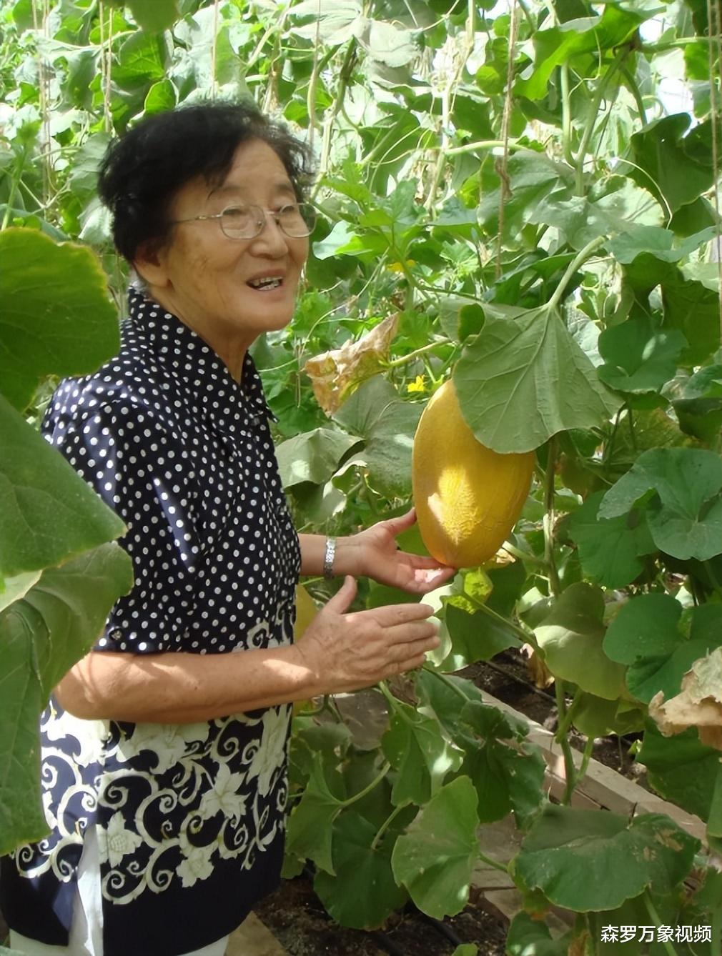 水果奶奶的起源与传播，一场甜蜜的创意风暴