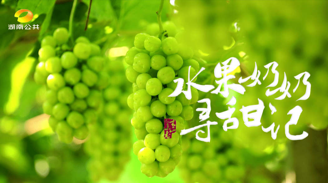 水果奶奶988797，2023年最新动态与影响分析