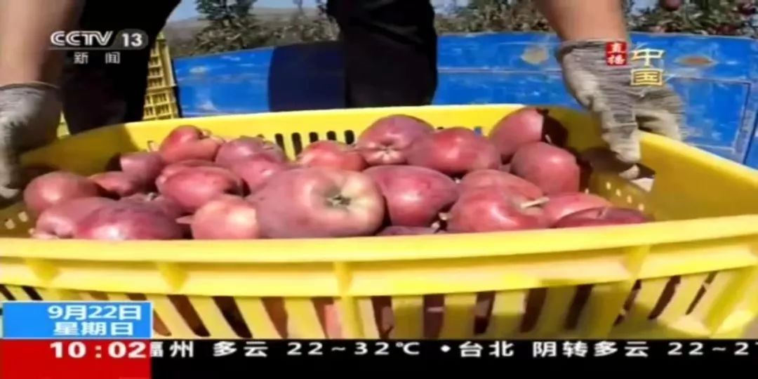 搜索水果奶奶高手论坛，最新消息与新闻揭秘