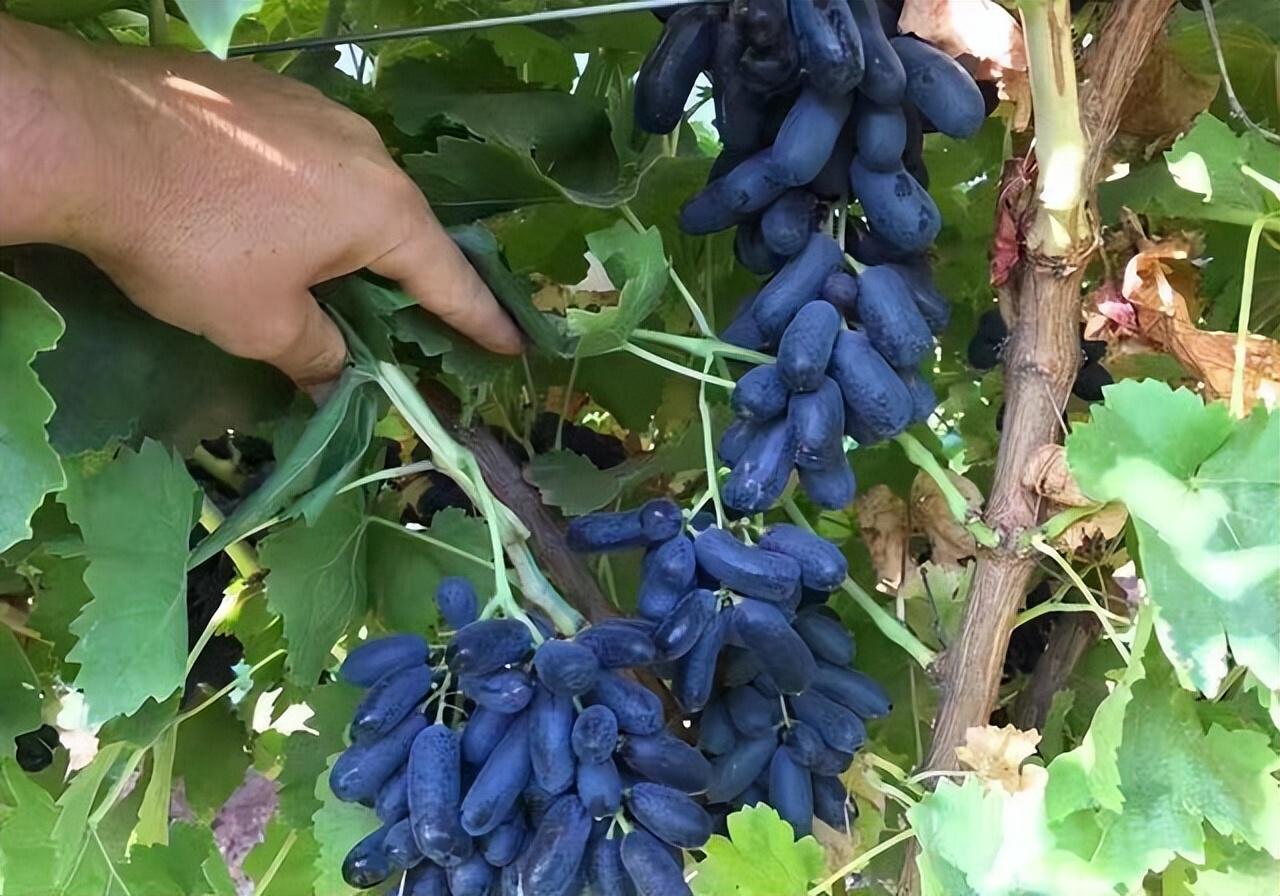 甜蜜记忆