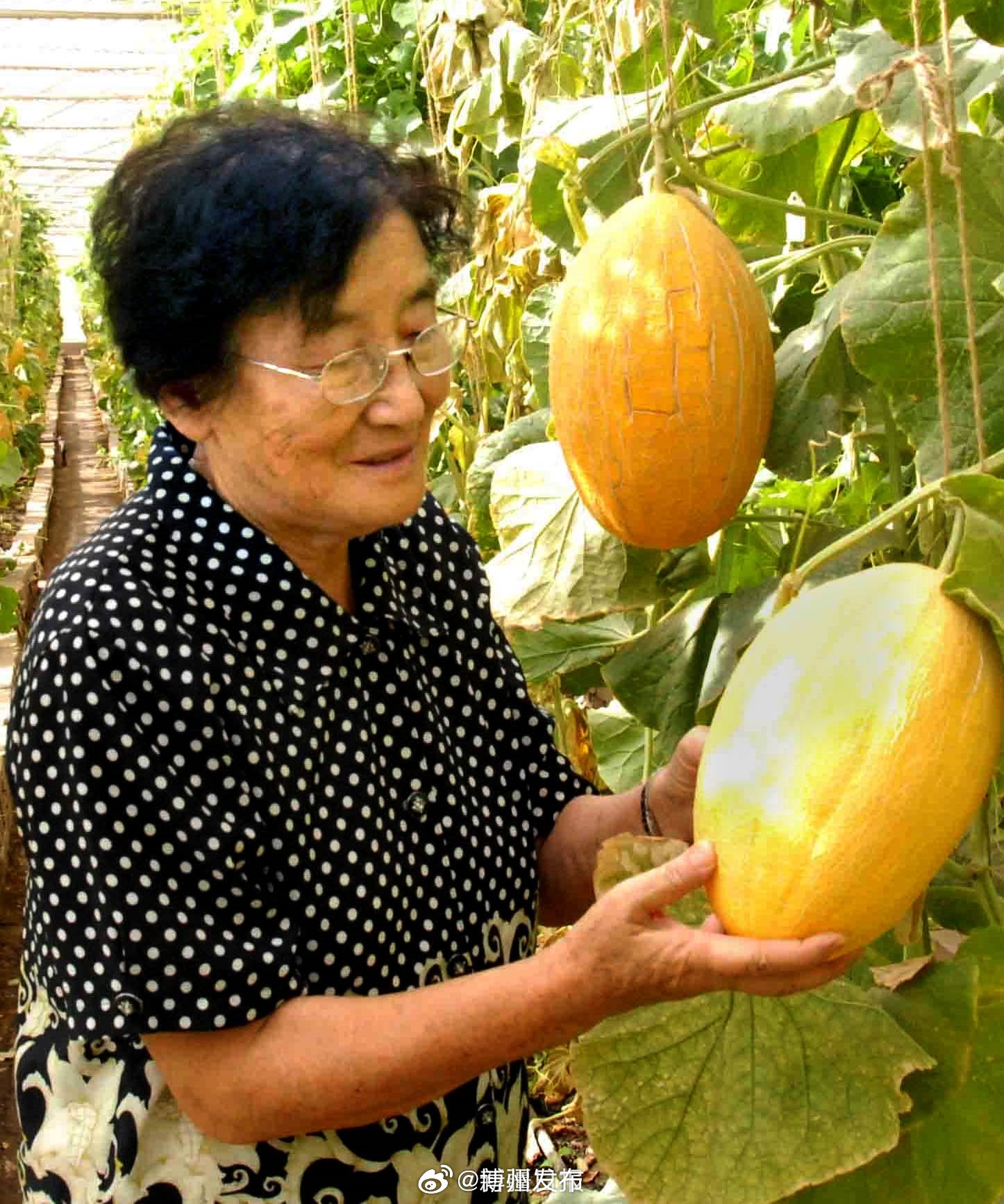 澳门水果奶奶79639，传承与创新并进的甜蜜故事