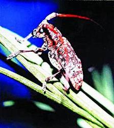 探索天牛红五3D图库的奥秘，从技术到文化的深度解析