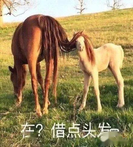 今晚特马图,揭秘神秘数字背后的奇幻之旅今晚特马图资料下生肖