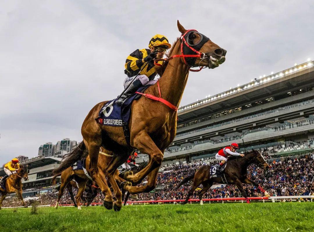 探索香港正版马会精选资料大全，揭秘赛马的智慧与魅力香港正版马会资料 app