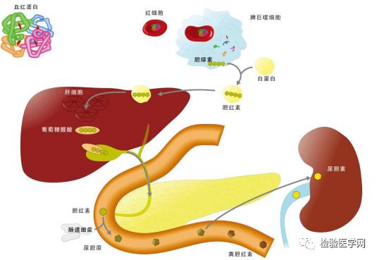 间接胆红素和总胆 redin 高，应对策略与健康管理间接胆红素和总胆红素都高是怎么回事
